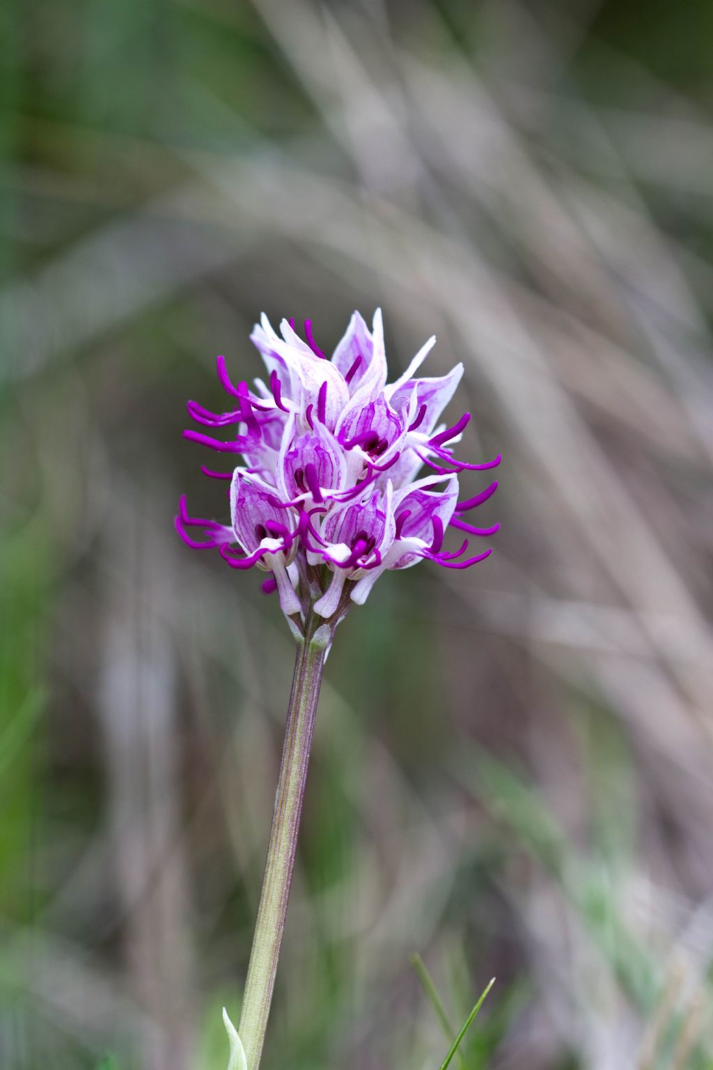 Orchis simia